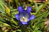Gentiana pneumonanthe